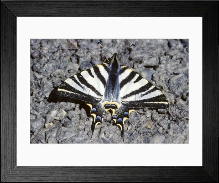 Framed Print : Scarce Swallowtail - France Framed Print : Scarce Swallowtail - France