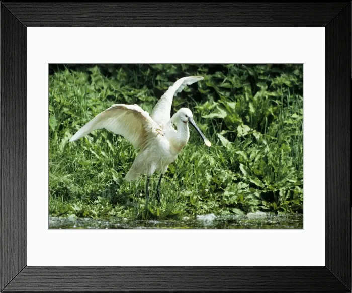 Framed Print : Eurasian Spoonbill - standing with open wings - France - Marquenterre Framed Print : Eurasian Spoonbill - standing with open wings - France - Marquenterre