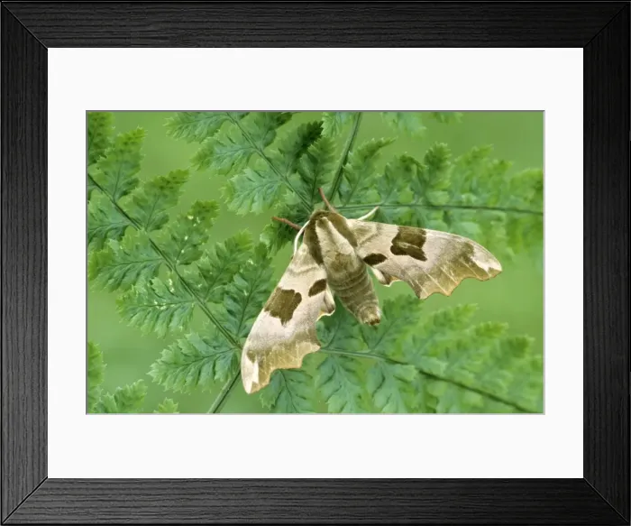 Framed Print : Lime Hawk-moth Framed Print : Lime Hawk-moth