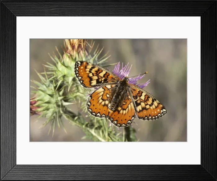 Framed Print : Marsh Fritillary Butterfly - Spain Framed Print : Marsh Fritillary Butterfly - Spain