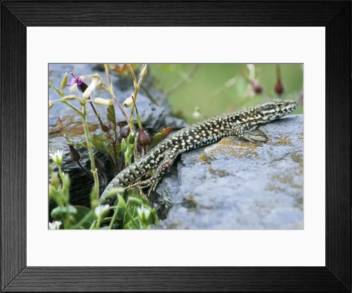 Framed Print : Wall lizard - France Framed Print : Wall lizard - France