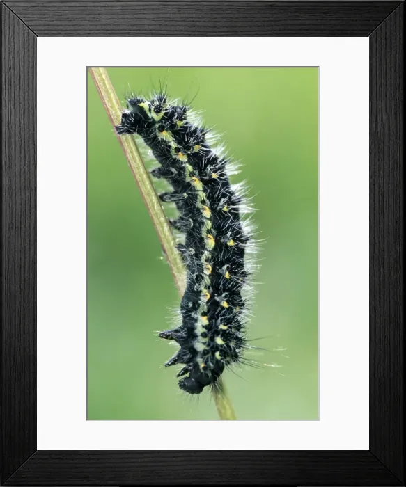 Framed Print : Small Emperor Moth Caterpillar - France Framed Print : Small Emperor Moth Caterpillar - France