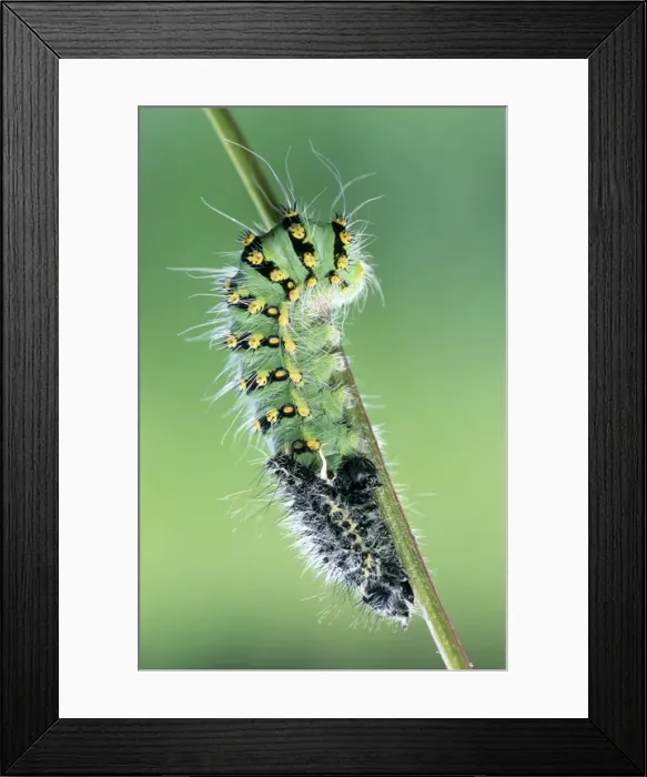 Framed Print : Small Emperor Moth - caterpillar shedding its skin - France Framed Print : Small Emperor Moth - caterpillar shedding its skin - France