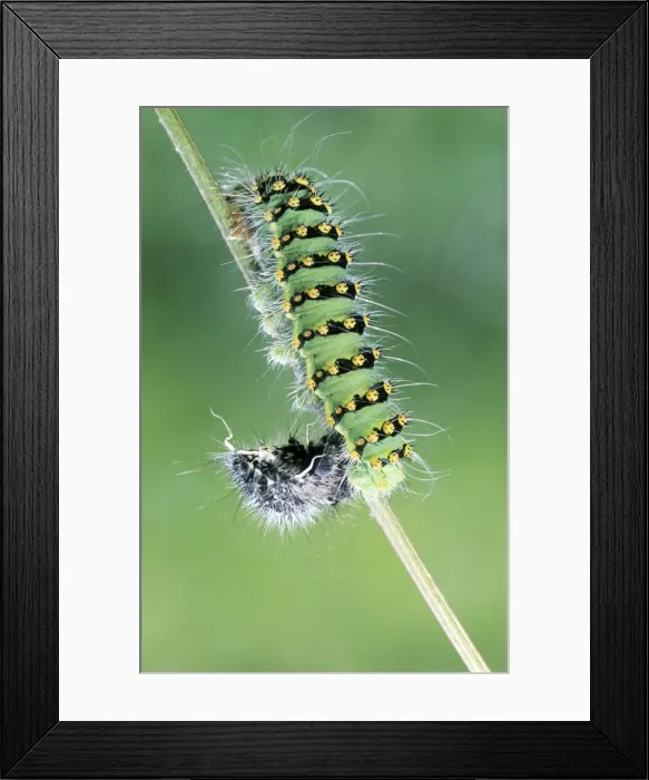 Framed Print : Small Emperor Moth - caterpillar shedding its skin - France Framed Print : Small Emperor Moth - caterpillar shedding its skin - France