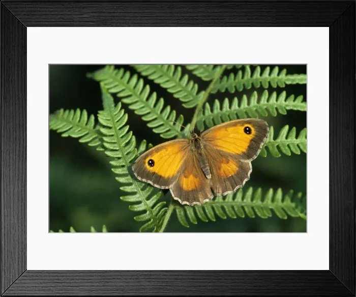 Framed Print : Gatekeeper Butterfly - on fern - Belgium Framed Print : Gatekeeper Butterfly - on fern - Belgium
