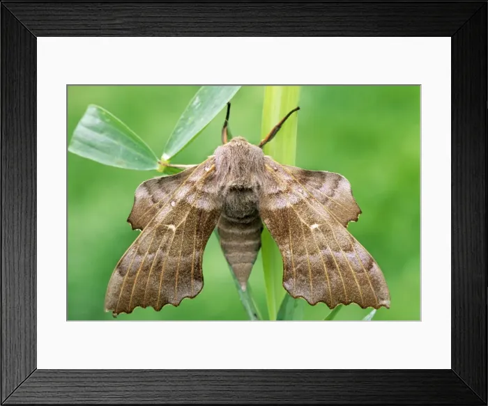 Framed Print : Poplar Hawk-moth Framed Print : Poplar Hawk-moth