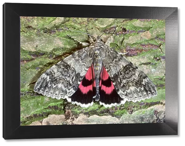 Red underwing moth - Belgium