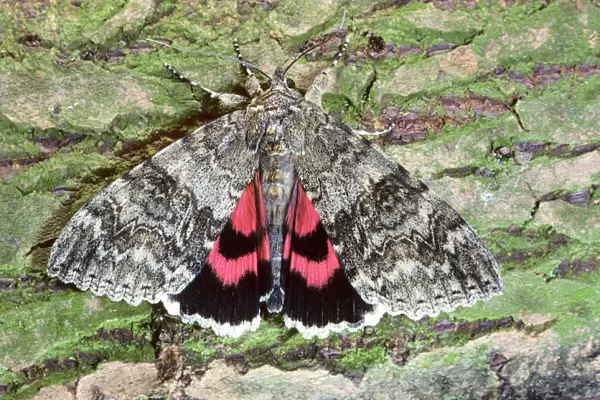 Red underwing moth - Belgium