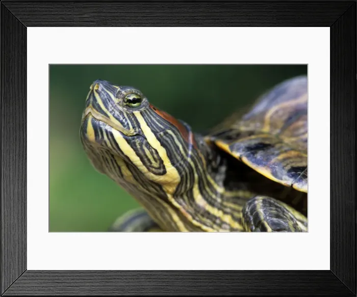 Framed Print : Red-Eared Slider - Belgium Framed Print : Red-Eared Slider - Belgium