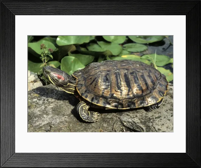 Framed Print : Red-Eared Slider - at edge of pond - Belgium Framed Print : Red-Eared Slider - at edge of pond - Belgium