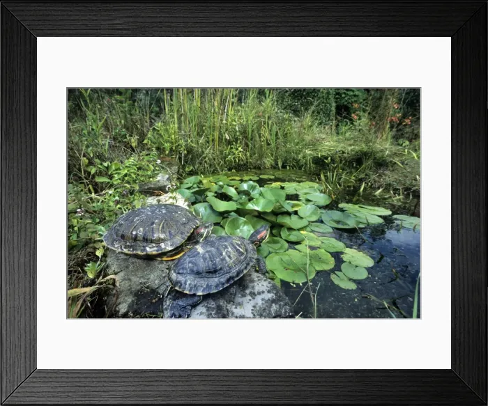 Framed Print : Red-Eared Slider - at edge of pond - Belgium Framed Print : Red-Eared Slider - at edge of pond - Belgium