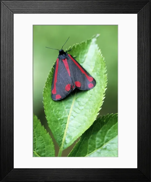 Framed Print : Cinnabar Moth - on leaf - Belgium Framed Print : Cinnabar Moth - on leaf - Belgium