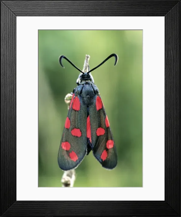 Framed Print : Six-spot Burnet - Belgium Framed Print : Six-spot Burnet - Belgium