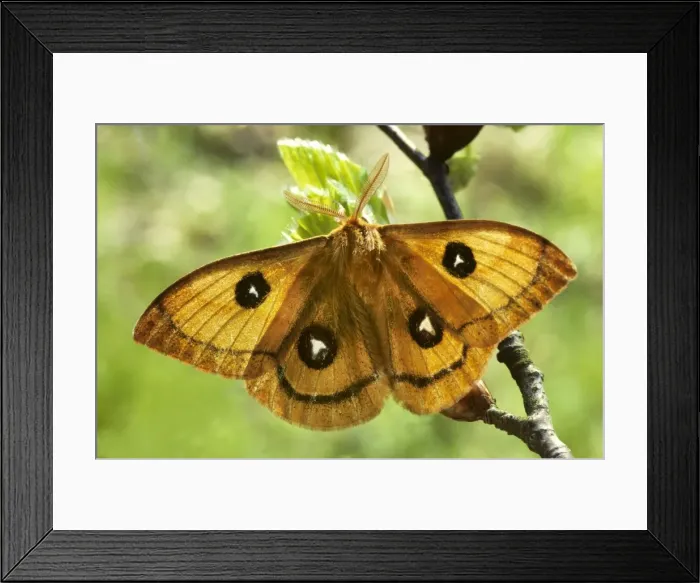 Framed Print : Tau Emperor - France Framed Print : Tau Emperor - France