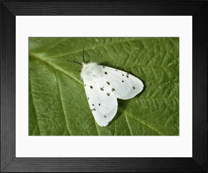 Framed Print : White Ermine - Belgium Framed Print : White Ermine - Belgium