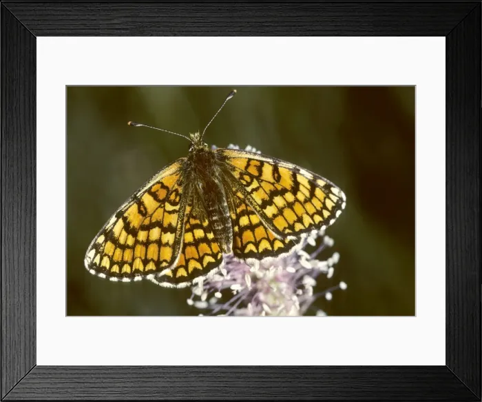 Framed Print : Glanville Fritillary Butterfly - France