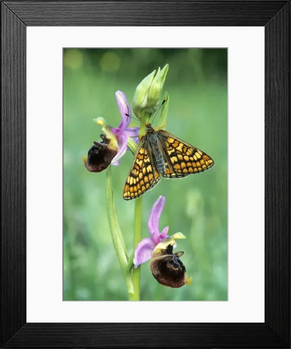 Framed Print : Glanville Fritillary Butterfly - Late spider-orchid (Ophrys holoser) - France Framed Print : Glanville Fritillary Butterfly - Late spider-orchid (Ophrys holoser) - France