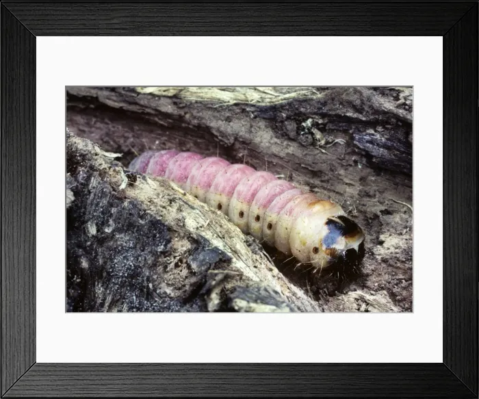 Framed Print : Goat Moth - caterpillar - Belgium Framed Print : Goat Moth - caterpillar - Belgium