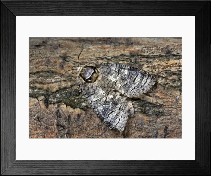 Framed Print : Goat Moth - Belgium Framed Print : Goat Moth - Belgium
