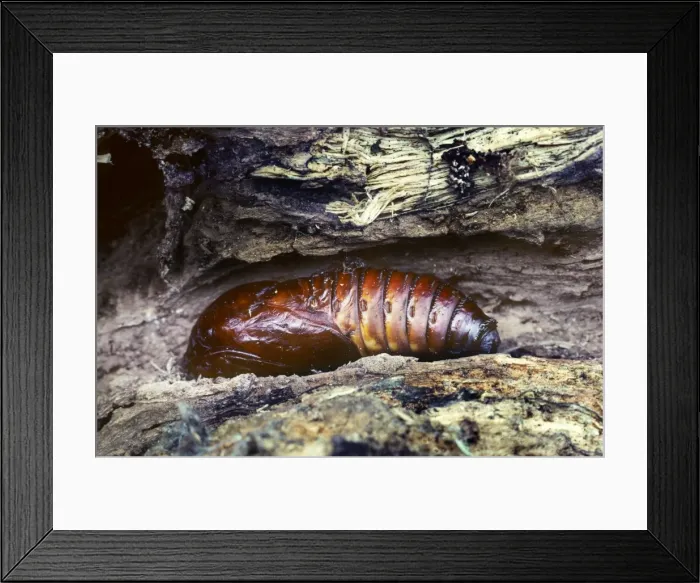Framed Print : Goat Moth - pupa - Belgium Framed Print : Goat Moth - pupa - Belgium
