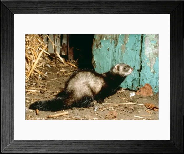 Framed Print : Polecat ME 208 In barn entrance Putorius putorius © Johan de Meester / ARDEA LONDON Framed Print : Polecat ME 208 In barn entrance Putorius putorius © Johan de Meester / ARDEA LONDON
