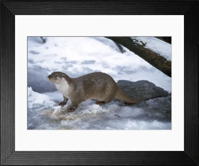 Framed Print : Otter - on ice Framed Print : Otter - on ice
