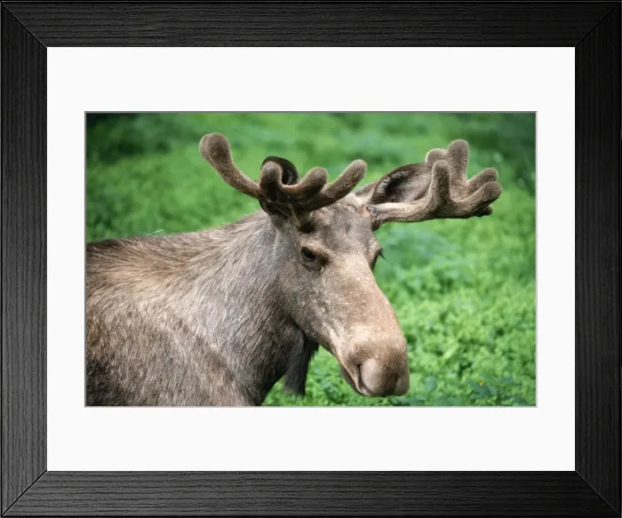 Framed Print : Moose ME 351 Male, aka Elk - Sweden Alces alces © Johan De Meester  /  ARDEA LONDON