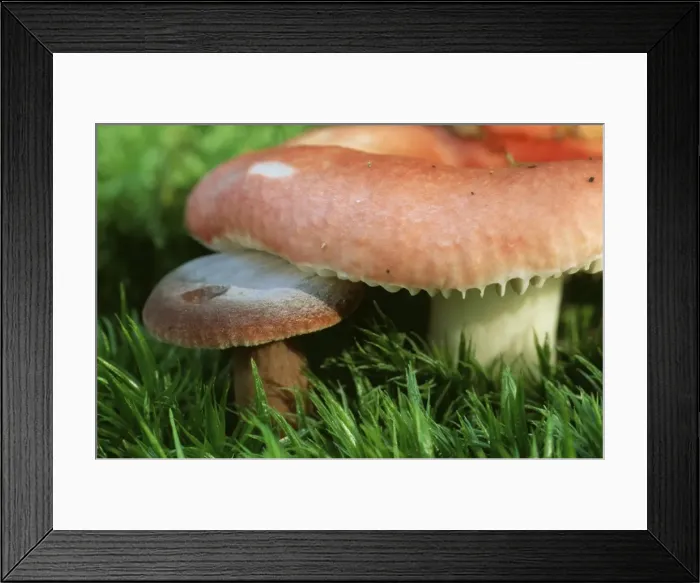 Framed Print : the Sickener Fungi ME 392 Poisonous Russula emetica © Johan De Meester / ARDEA LONDON Framed Print : the Sickener Fungi ME 392 Poisonous Russula emetica © Johan De Meester / ARDEA LONDON