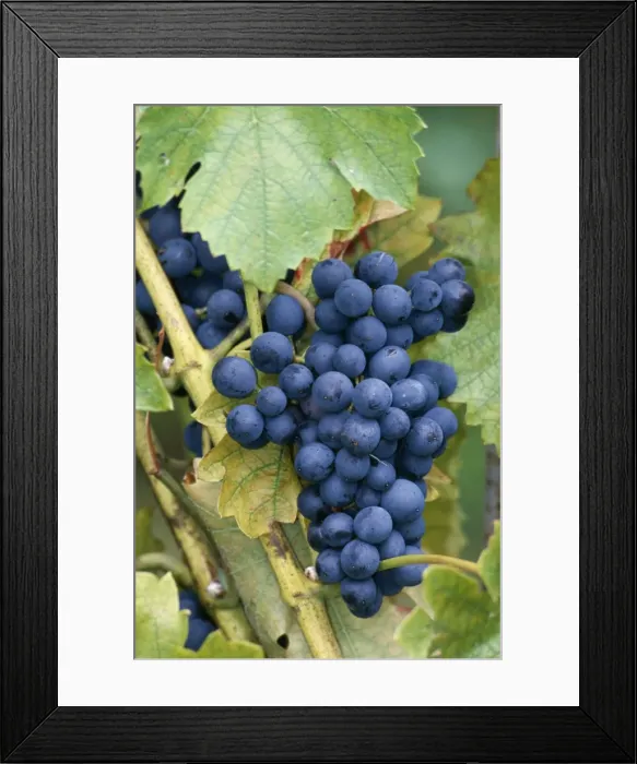 Framed Print : Grapes ME 426 Bunch with vine leaf © Johan De Meester / ARDEA LONDON Framed Print : Grapes ME 426 Bunch with vine leaf © Johan De Meester / ARDEA LONDON