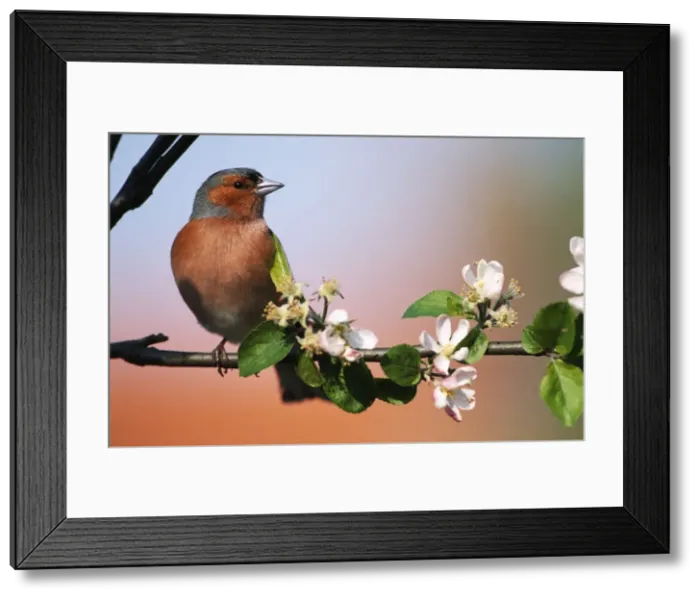 Framed Print : Chaffinch ME 443 By apple blossoms Fringilla coelebs © Johan De Meester / ARDEA LONDON Framed Print : Chaffinch ME 443 By apple blossoms Fringilla coelebs © Johan De Meester / ARDEA LONDON