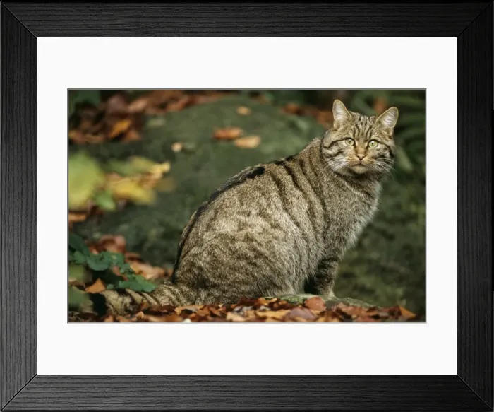 Framed Print : Wild Cat ME 493 © Johan De Meester / ARDEA LONDON Framed Print : Wild Cat ME 493 © Johan De Meester / ARDEA LONDON