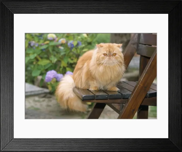 Framed Print : Exotic Red Persian Cat Framed Print : Exotic Red Persian Cat
