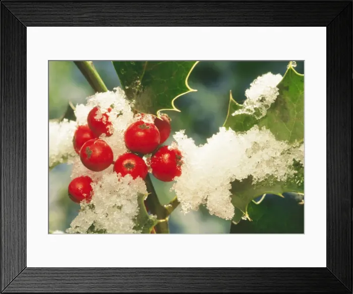 Framed Print : Holly ME 558 In snow with berries © Johan De Meester / ARDEA LONDON Framed Print : Holly ME 558 In snow with berries © Johan De Meester / ARDEA LONDON