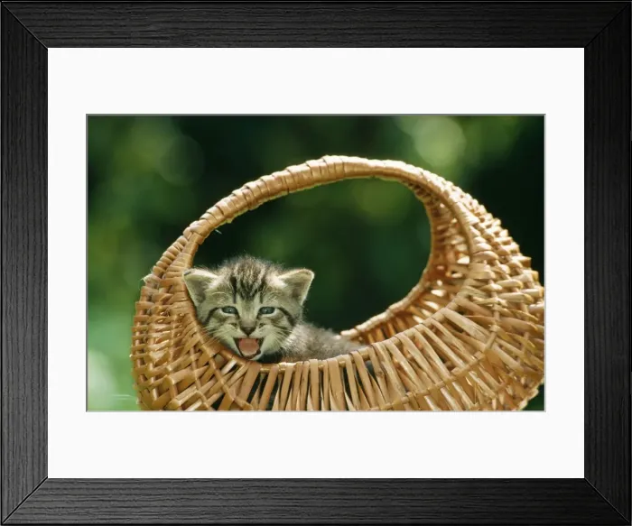 Framed Print : Cat ME 566 Tabby kitten in basket, Meowing. © Johan & Santina De Meester / ARDEA LONDON Framed Print : Cat ME 566 Tabby kitten in basket, Meowing. © Johan & Santina De Meester / ARDEA LONDON