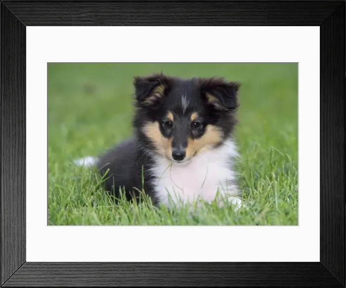 Framed Print : Shetland Sheepdog - puppy Framed Print : Shetland Sheepdog - puppy