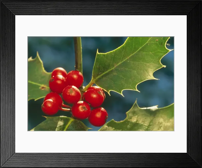 Framed Print : Holly ME 588 Berries & shrub Ilex aquifolium © Johan De Meester / ARDEA LONDON Framed Print : Holly ME 588 Berries & shrub Ilex aquifolium © Johan De Meester / ARDEA LONDON