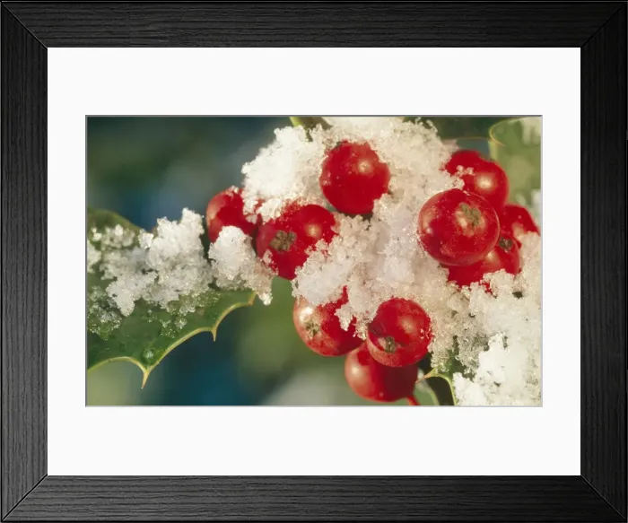 Framed Print : Holly ME 589 Berries & shrub © Johan De Meester / ARDEA LONDON Framed Print : Holly ME 589 Berries & shrub © Johan De Meester / ARDEA LONDON