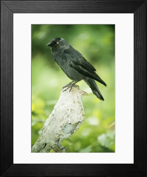 Framed Print : Jackdaw ME 601 On sculpture Corvus monedula © Johan De Meester / ARDEA LONDON Framed Print : Jackdaw ME 601 On sculpture Corvus monedula © Johan De Meester / ARDEA LONDON