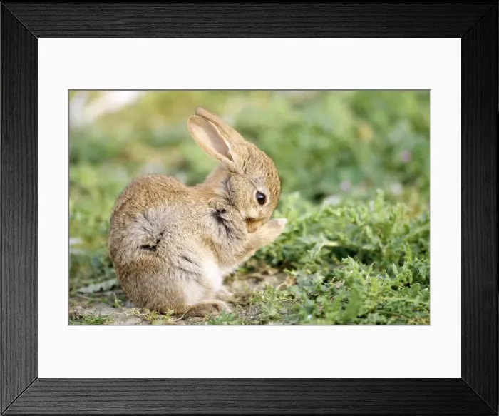 Framed Print : Rabbit ME 606 Young - cleaning Oryctolagus cuniculus © Johan De Meester / ARDEA LONDON Framed Print : Rabbit ME 606 Young - cleaning Oryctolagus cuniculus © Johan De Meester / ARDEA LONDON