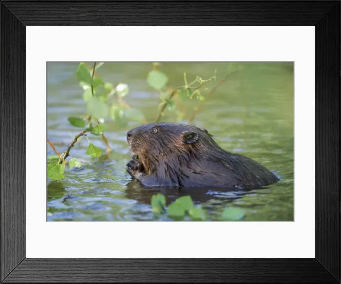Framed Print : Beaver - eating in water Framed Print : Beaver - eating in water