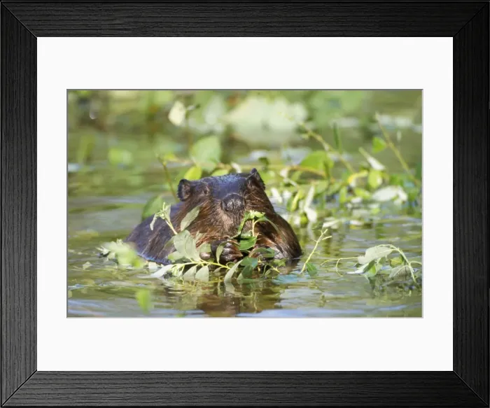 Framed Print : Beaver - eating in water Framed Print : Beaver - eating in water