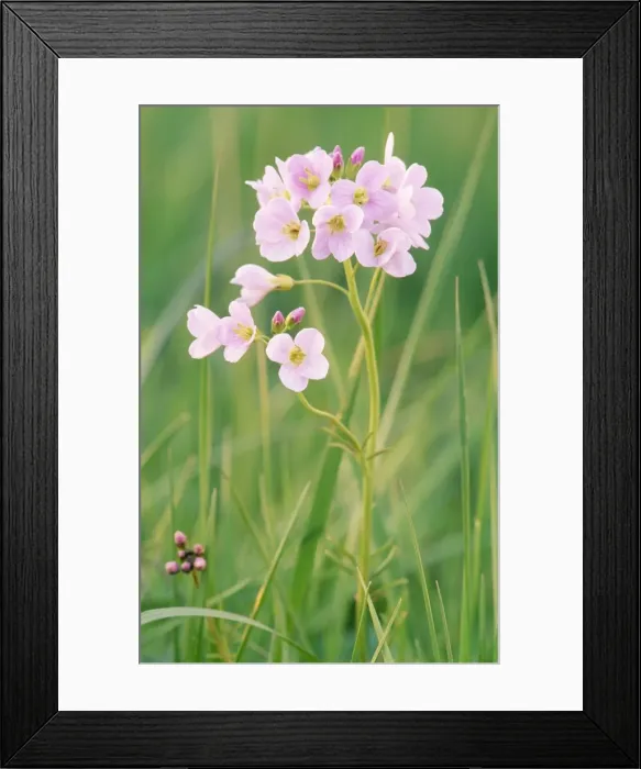 Framed Print : Cuckoo Flower / Ladies Smock Framed Print : Cuckoo Flower / Ladies Smock