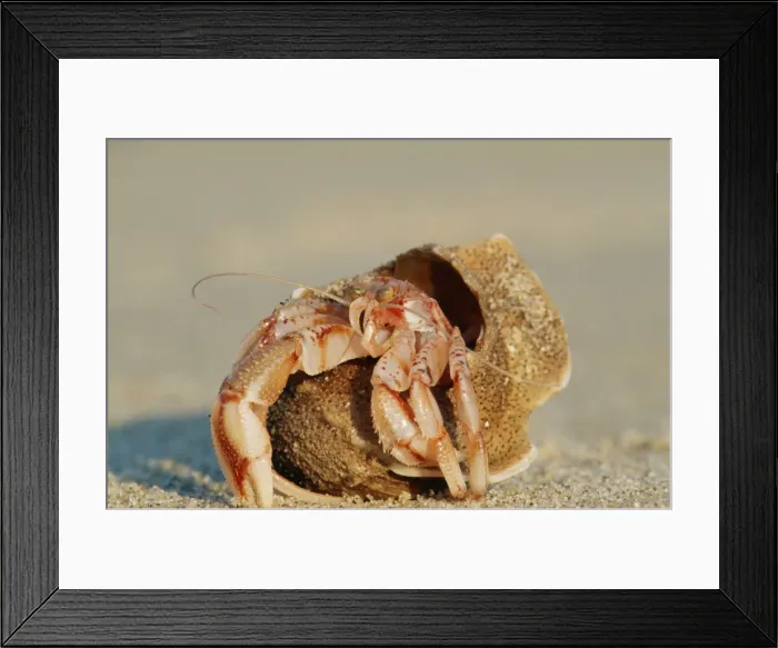 Framed Print : Hermit Crab ME 703 UK Coasts. Pagurus bernhardus © Johan De Meester / ARDEA LONDON Framed Print : Hermit Crab ME 703 UK Coasts. Pagurus bernhardus © Johan De Meester / ARDEA LONDON