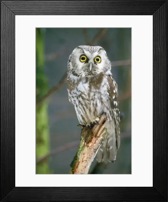 Framed Print : Tengmalm's Owl Framed Print : Tengmalm's Owl