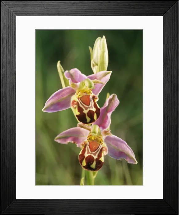 Framed Print : Bee Orchid / Flower ME 757 Ophrys apifera © Johan De Meester / ARDEA LONDON Framed Print : Bee Orchid / Flower ME 757 Ophrys apifera © Johan De Meester / ARDEA LONDON