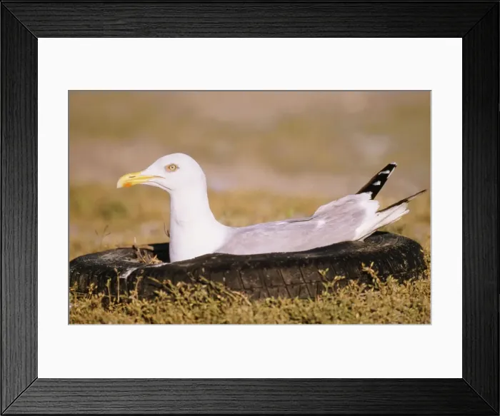 Framed Print : Herring Gull ME 768 Nest in motor tyre Larus argentatus © Johan De Meester / ARDEA LONDON Framed Print : Herring Gull ME 768 Nest in motor tyre Larus argentatus © Johan De Meester / ARDEA LONDON
