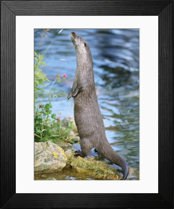 Framed Print : European Otter - standing upright Framed Print : European Otter - standing upright