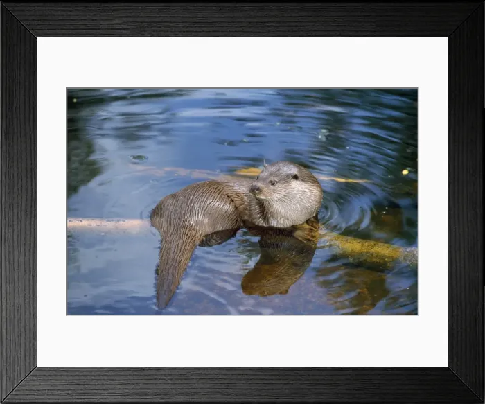 Framed Print : European Otter - in water Framed Print : European Otter - in water