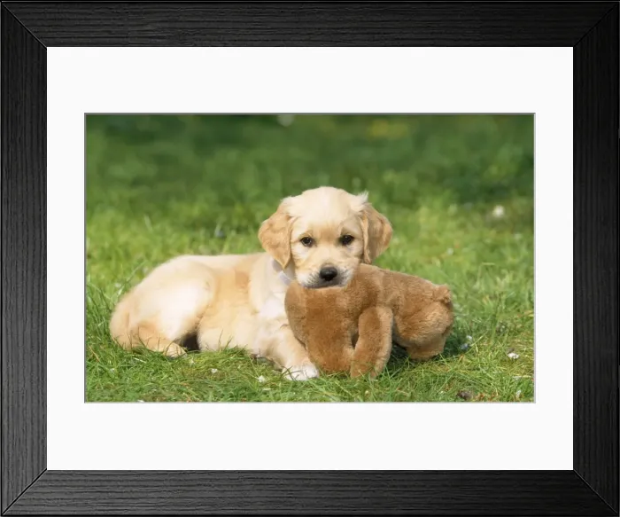 Framed Print : Golden Retriever Dog - puppy with toy on grass Framed Print : Golden Retriever Dog - puppy with toy on grass