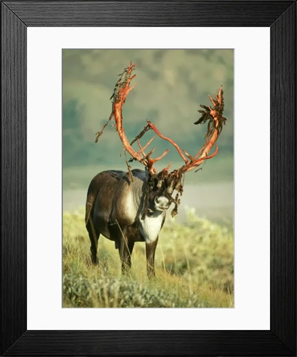 Framed Print : Reindeer - Barren Ground Framed Print : Reindeer - Barren Ground